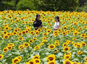 長居植物園でヒマワリ満開　2万株のビンセントオレンジ