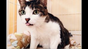 天皇ご一家の飼い猫「みー」が息を引き取る　愛子さまが名付け親…3方で安らかな旅立ちを見送られる