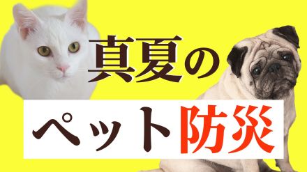 南海トラフ巨大地震が起きたら「ペット」をどう守る?東日本大震災では3000頭以上の犬が犠牲に…【ペット防災】