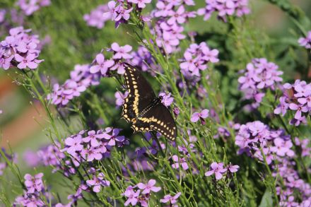 ニンジンやパセリも実はそう！次の年も花を咲かせて楽しめるおすすめ二年草