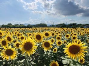 【夏の絶景】55万本の“黄色い大輪の花”が一面に！ 関東最大級の「座間のひまわり畑」は今が見ごろ