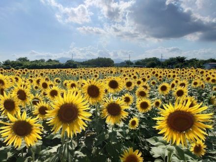 【夏の絶景】55万本の“黄色い大輪の花”が一面に！ 関東最大級の「座間のひまわり畑」は今が見ごろ