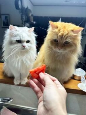 トマトを見た猫が「あれ…？」な顔　その理由に「似てるw」「言いたい事はわかる」