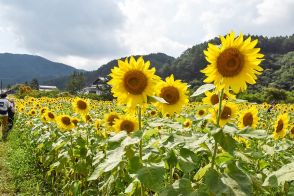 村のシンボル、満開に  ヒマワリ見頃は連休中まで【長野県平谷村】