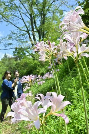 ナツズイセン、ひとときの涼　栃木・茂木の自然園で群生、来週まで見頃