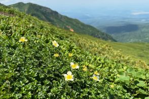 富良野岳に広がる北海道「天空の花畑」で、身体デトックス！