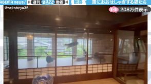 「ひゃっほーい！」ゲリラ豪雨にテンション爆上がりな猫たちに「本気ジャンプすげぇ！」「隠れるうちの子と逆w」