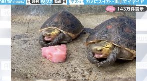 「マズっ！」スイカを食べたカメ2匹のリアクションがシンクロする動画に「すごい不味そうにしてるw」と話題