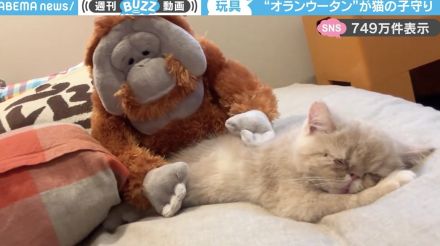 飼い主「オランウータンに子守り頼んだ」←眠る子猫を優しくなでる“ぬいぐるみ”に「愛あふれてる！」「お背中トントン最高」と反響