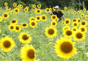 母は79年前に満州を逃げ惑い長男を亡くした　ヒマワリに込めた願いは「おふくろと同じ苦労をする人が出ないように」