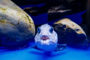 酷暑に行きたい〈涼を感じる水族館〉北海道「オホーツク流氷館」館内一の存在感は、オオカミウオの幼魚。「濡れタオル凍結体験」も