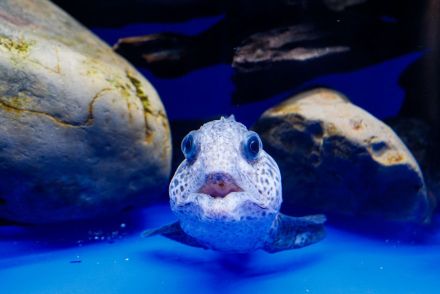 酷暑に行きたい〈涼を感じる水族館〉北海道「オホーツク流氷館」館内一の存在感は、オオカミウオの幼魚。「濡れタオル凍結体験」も