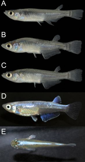 琵琶湖で観賞魚メダカを初確認　生態系乱す脅威「放流しないで」