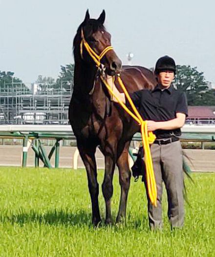 土曜メインレースの注目激走馬…新潟１１Ｒ・ＢＳＮ賞（Ｌ）