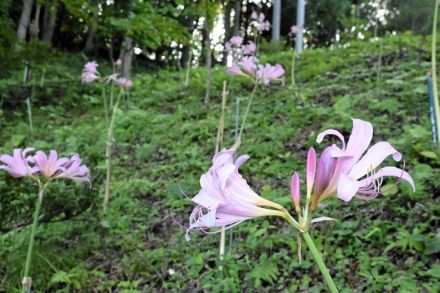 かれんに咲き誇る　福島県小野町塩庭「アミゼの森」でナツズセン見頃