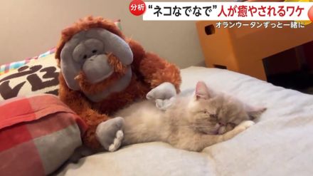 オランウータンに“子守”されスヤスヤ眠る子猫「気持ちよさそうすぎるw」SNSで癒される人続出!実は「猫と同じ気持ちになっている」?