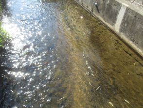 胎内市の中条川や水路で約200匹の魚が死ぬ   水質検査で異常なし  原因は不明【新潟】