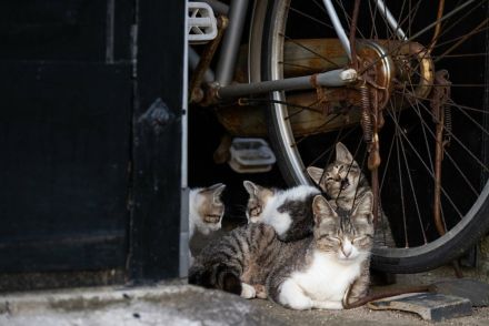 やんちゃ子猫に翻弄される母猫「…子どもたちの夏休み、いつまでだったかしら」【沖昌之】