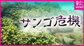 『絶対に残したい』温暖化で海からサンゴが消えるかも　小さな水族館の挑戦　島のシンボル「エダミドリイシ」などのサンゴを守るために「何でもやる」