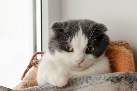 猫ちゃんが大興奮する！コメリで見つけた「サケやシャークがバタバタ動くぬいぐるみ」が面白い！1280円