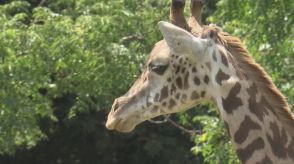 マサイキリンの「ハルマ」が一般公開　到津の森公園