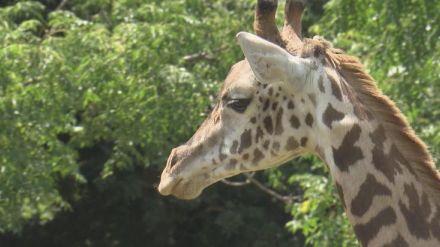 マサイキリンの「ハルマ」が一般公開　到津の森公園