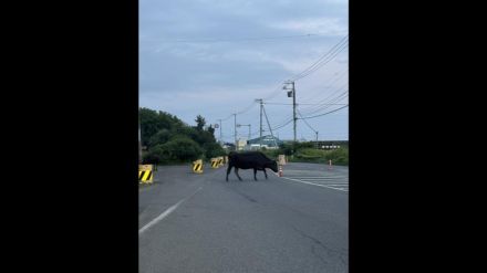 「牛が道路をふさいでいる」 道路上や道路わきに約20頭の牛 付近の牧場から逃げ出したか 北海道苫小牧市