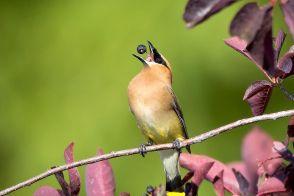 天然のアルコールで日常的に酔っぱらっている野生動物たち、「コカイン・シャーク」で注目