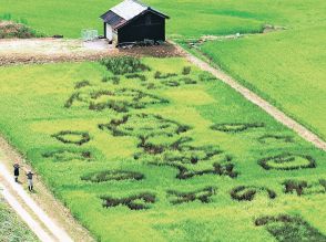 田んぼアート、富山県魚津市で見頃　絵柄に地元特産品やヤギ