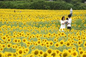 休耕田彩る100万本　栃木・益子でヒマワリ祭り開幕　道の駅近くで18日まで