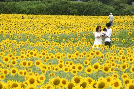 休耕田彩る100万本　栃木・益子でヒマワリ祭り開幕　道の駅近くで18日まで