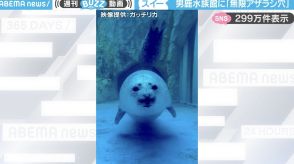 「可愛すぎません？」水族館の穴から“スイーっ”と次々現れるアザラシに「無限に見ていられる」「この場所から見学したい！」と反響