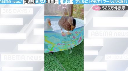 「水がドバドバ漏れてる！」ビニールプールのふちに立つアヒルに「後ろのアヒル何か言いたそうw」「悪びれていない感じが可愛い！」