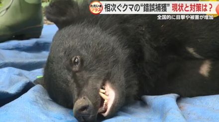 シカ用ワナにクマが…!猟友会も驚く”異例”の多さ　ただ捕獲しても駆除せず山へ　その理由は?【静岡発】