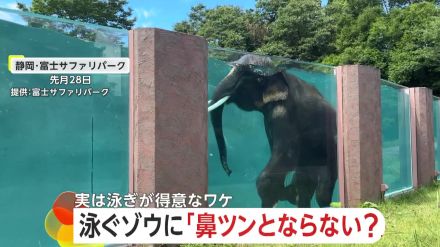 【なぜ】泳ぐゾウは“鼻ツ～ン”しない!?「富士サファリパーク」巨大プールで優雅に潜水　鼻に最大10L入っても平気だぞう　静岡・裾野市