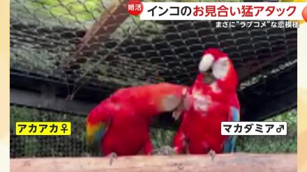 【インコのお見合い】メスからグイグイ!くちばし使った“恋愛テクニック”でオスも徐々に…福岡・北九州市「到津の森公園」