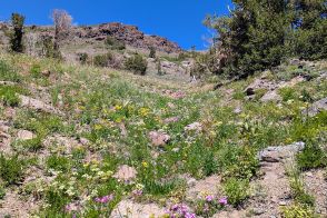 「聖地ヨセミテ」に魅せられてvol.16　ソノラピークの山頂をかすめる10kmのループトレイルを満喫