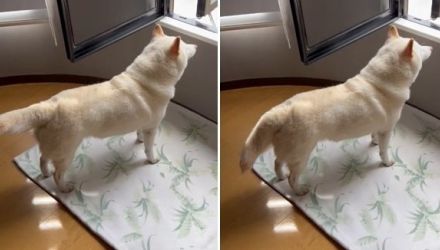 窓を開けたらしおしお…暑さにテンションが下がった柴犬のしっぽが正直!その後はどうしたのか飼い主に聞いた