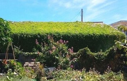 屋根や外壁を覆いつくすアサガオのつる　「台風の時も守ってくれる」　夏本番には屋根一面に開花　沖縄・多良間島