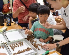 「セミ博士」親子ら33人が抜け殻559個採集、分類　奈良県の国営飛鳥歴史公園で大人気イベント「飛鳥いきもの調査隊」