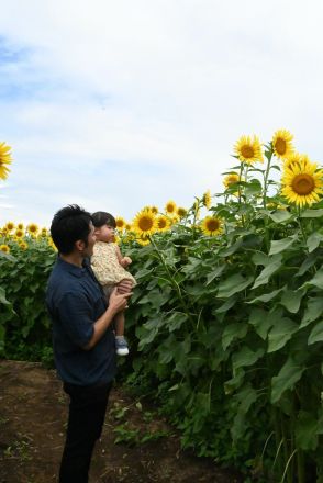 「ひまわり迷路」今年も人気　２メートルのヒマワリ見上げ、子どもたち挑戦　栃木・佐野の観光農園