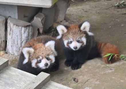 涼しくなる夕暮れ時にレッサーパンダに会いに来ませんか…福井県鯖江市の西山動物園が開園時間延長　8月13日から3日間