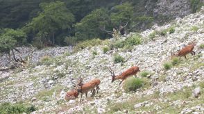 伊吹山でシカの食害深刻　斜面の裸地化が進行、土砂災害相次ぐ