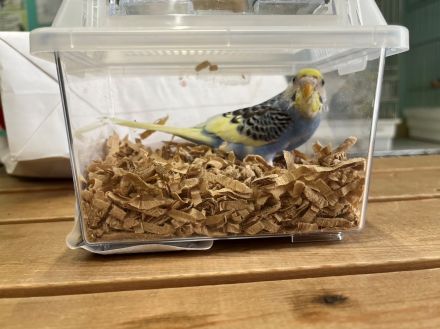 生きたインコ「ゆうパック」で送り付け物議…これって法律的に問題ない？　愛鳥家の弁護士に聞いた