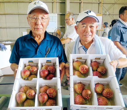 暑いほど甘くなる　埼玉有数のイチジクの産地・加須で出荷始まる　「出来は上々」例年より1週間ほど生育も早い　出火は11月上旬ころまで続く　直売も人気