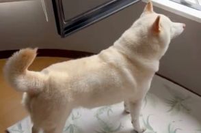 窓辺で外気に触れた柴犬、あまりの暑さにしっぽがシュン！ 「テンション下がってるwww」「これはわかりやすい」と14万いいね