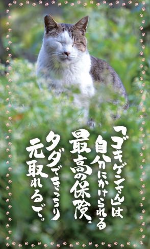 僧侶で保護猫活動をするネコ坊主さんがみた、寂しがり屋で甘えん坊なネコの姿「孤独を愛する生き物って本当？」