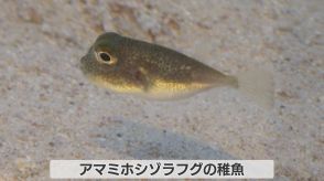 世界初!産卵場所にミステリーサークル作る「アマミホシゾラフグ」稚魚を展示