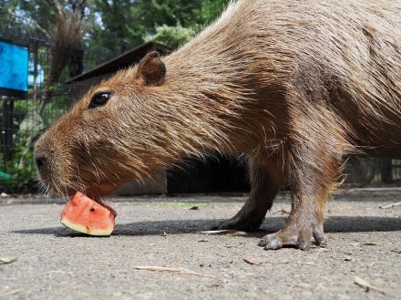 カピバラのスイカ早食い競争　“埼玉代表”ヘチマが余裕の3連覇