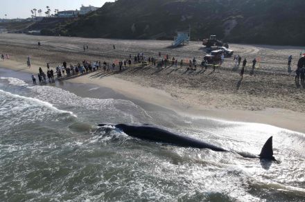 ナガスクジラ、海岸に打ち上げられる 米加州